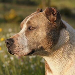 Journée d'aptitude groupée - Coach canin à domicile au Mans