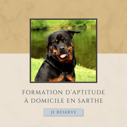 Formation à domicile en Sarthe - Attestation d’aptitude de chiens catégorisés