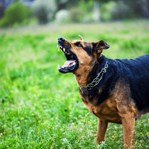 Agressivité du chien - Coach canin à domicile en Sarthe
