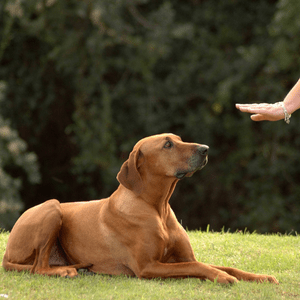 La formation d'aptitude avec coach canin à domicile