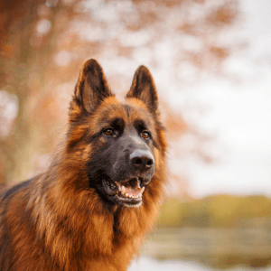 Comment éduquer un berger allemand - Coach canin à domicile