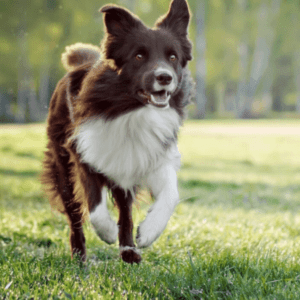 Chien hyperactif - Coach Canin à Domicile