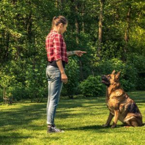 Bilan comportemental à domicile - Coach Canin à Domicile