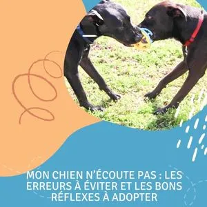 Mon chien n’écoute pas les erreurs à éviter et les bons réflexes à adopter